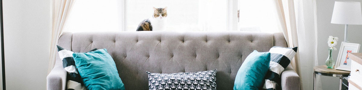 Cat on living room sofa